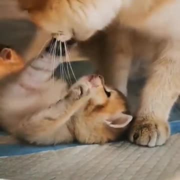 Baby Cat and Mother love #shorts