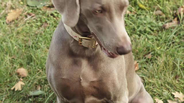 video dog giving paw to his owner