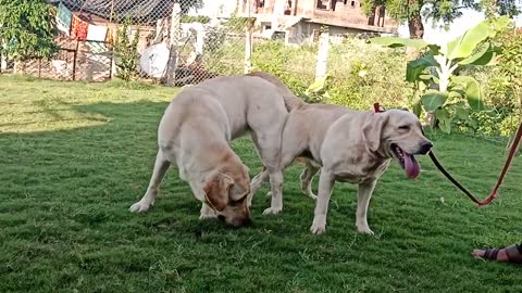 Quality labrador stud mail female #studdog #labrador