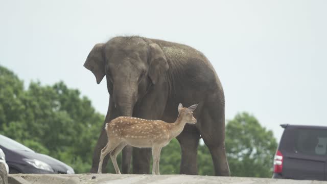 Tourists in Cars and Elephant and Doe
