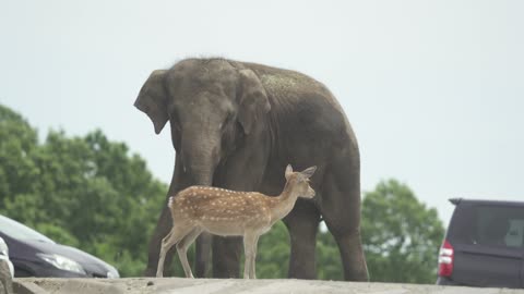 Tourists in Cars and Elephant and Doe