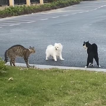 Fanny cat videos | kitty cat video | Cute cat videos | Pet Animal video |