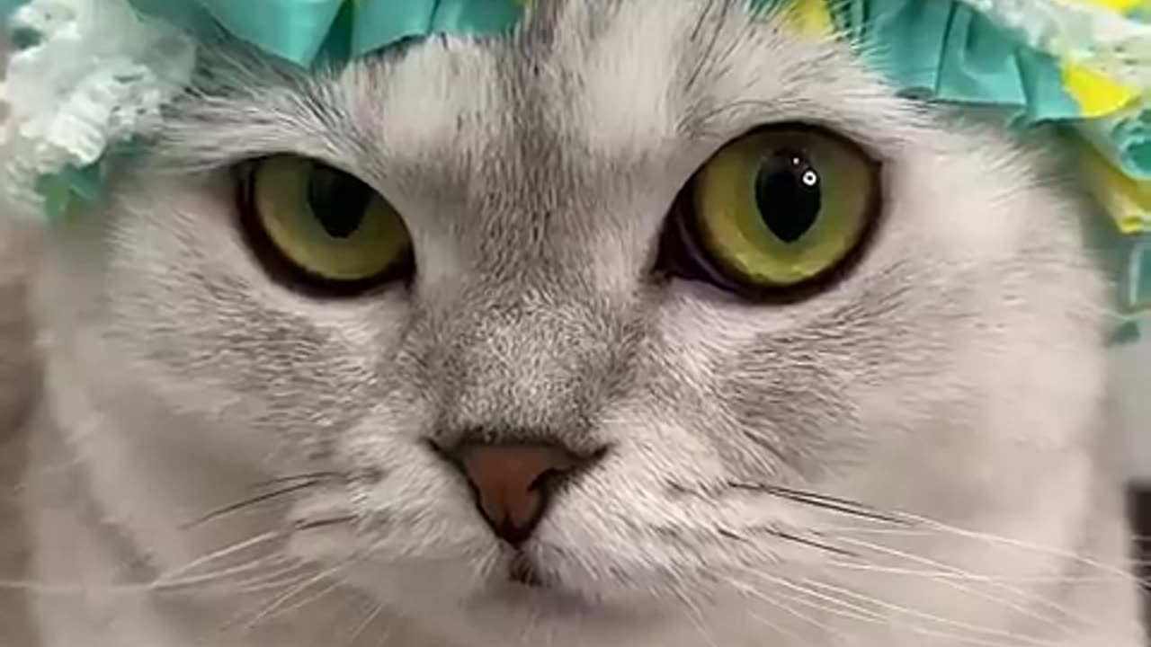 Bath time #cat #cats #cat #cute #kitten #pets #meow #videos #shorts #dog
