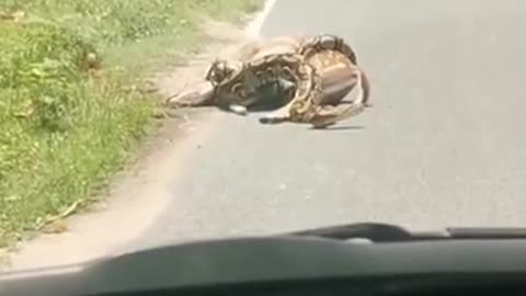 Deer Saved From Close Call with a Constrictor