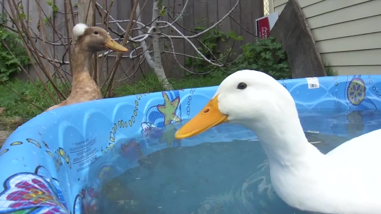 Funny Ducks Enjoying Time in the Garden!