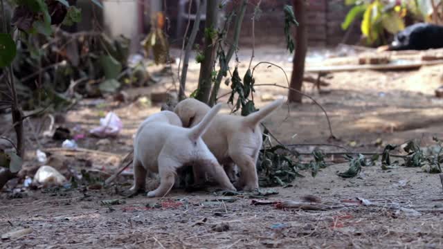 Cute puppy
