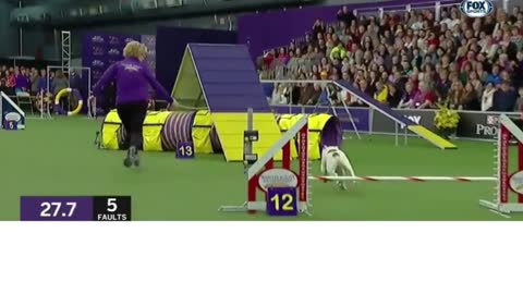 Watch Rudy the Bulldog crush Agility course