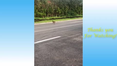 Cute Cats And Funny Dogs Videos
