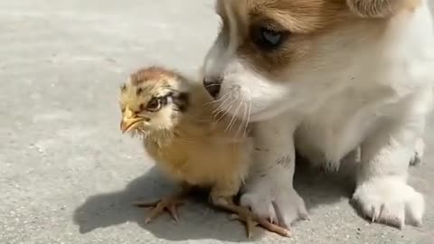 Chicken is bullied by dog, who will you help