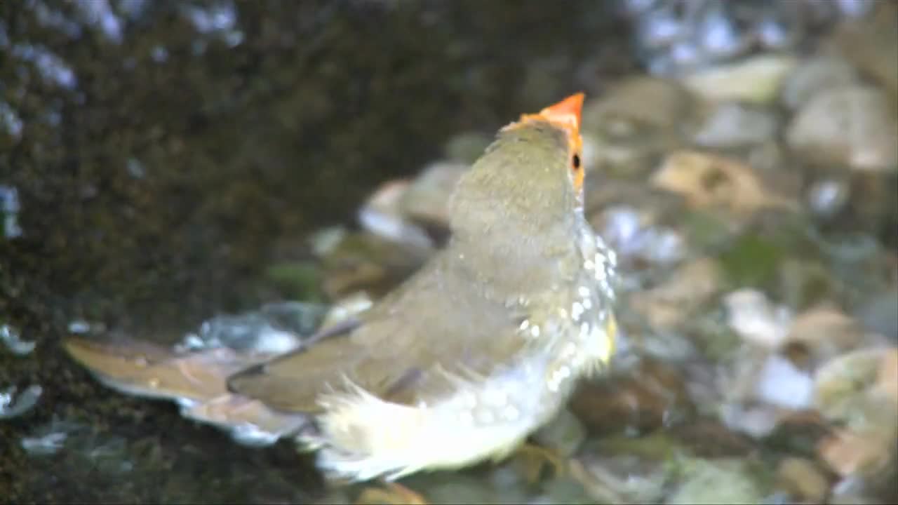 Bird Flies Out Of Shallow Stream