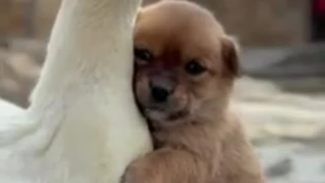 Cute and Funny dog Videos Compilation