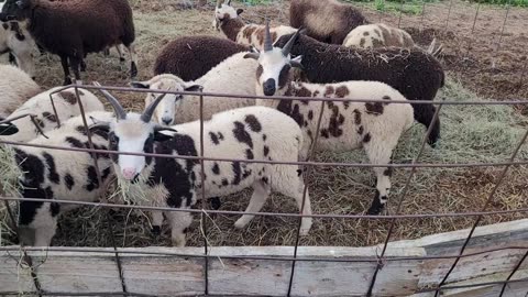 Weaned ram lambs