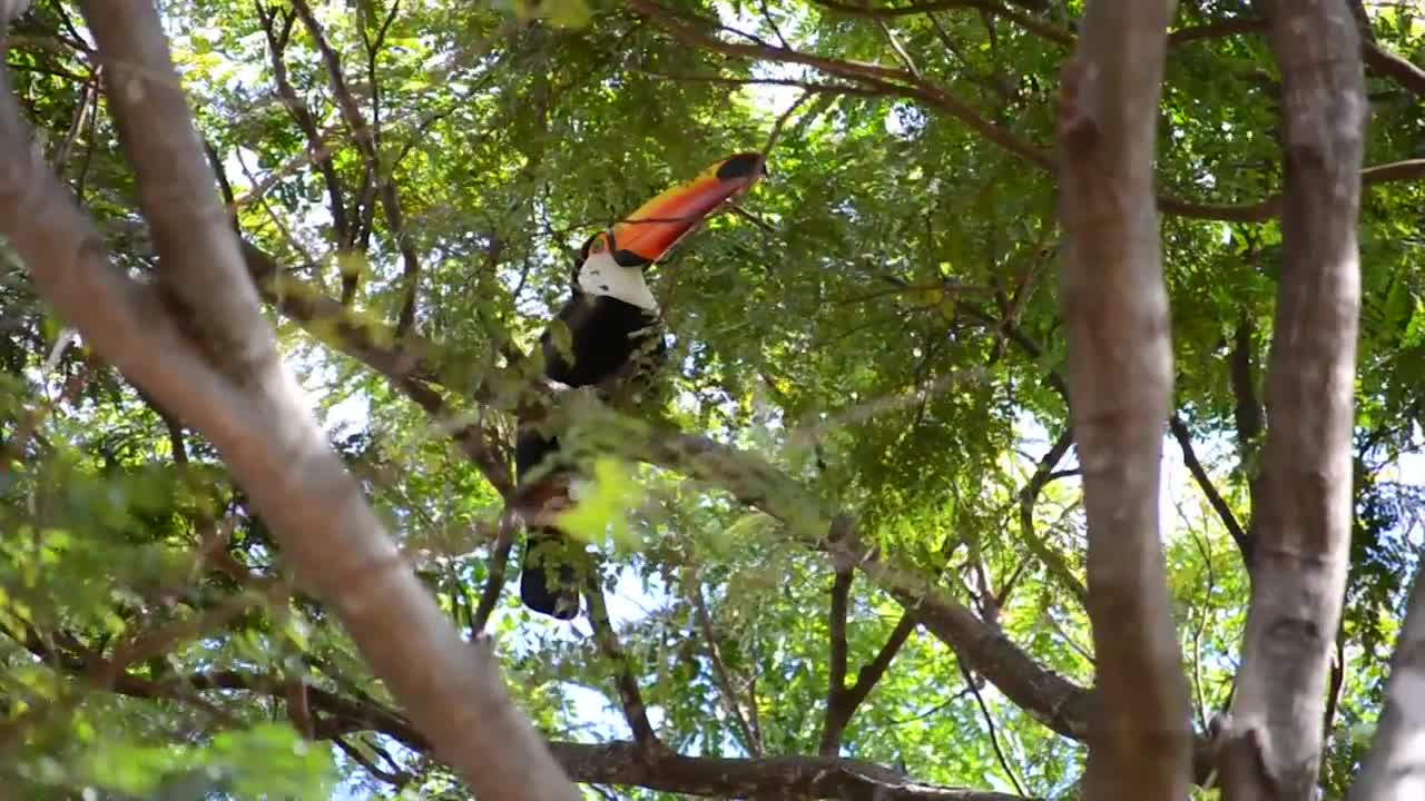 Toucan In A Tree