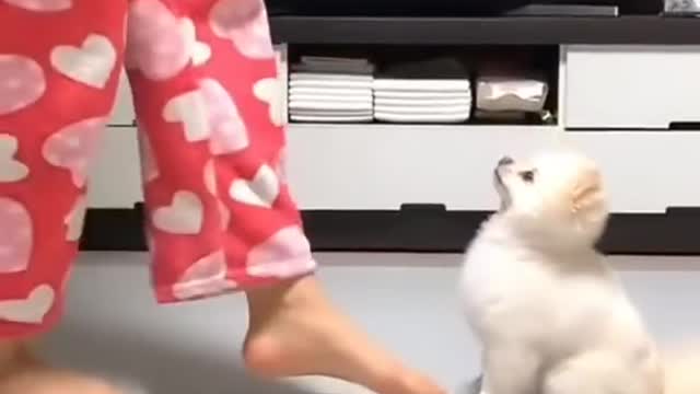 Cute dog dance