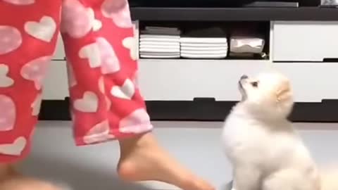 Cute dog dance