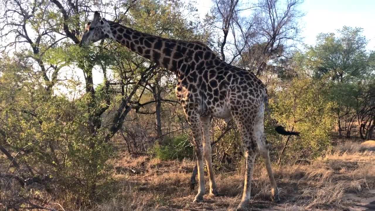 giraffe eating food