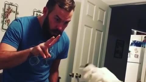 White dog learns to count to three