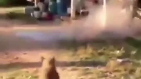 Try not to laugh🤣 Funny animals😹 #funnyvideos