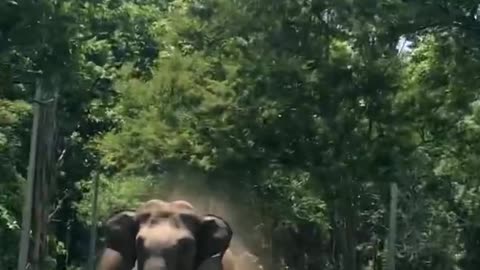 Elephant run attack hd real video