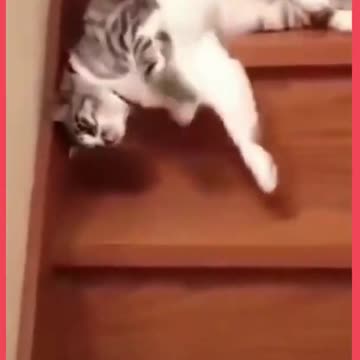 FUNNY CUTE CAT
