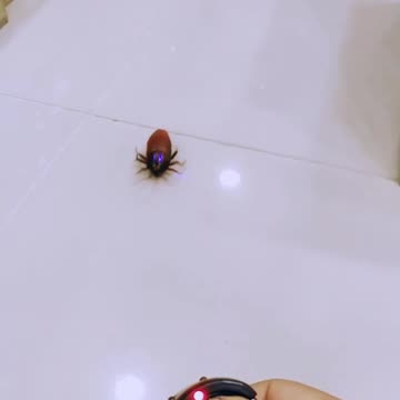 SHORT - Barata por controle remoto