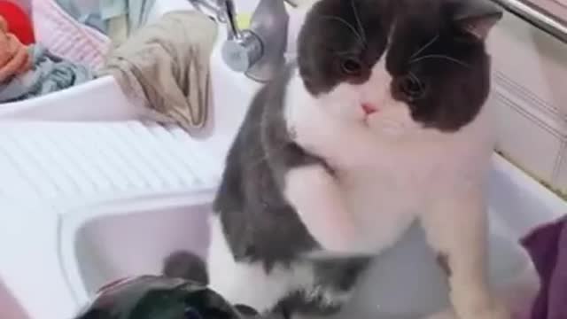 Cat playing with hair dryer