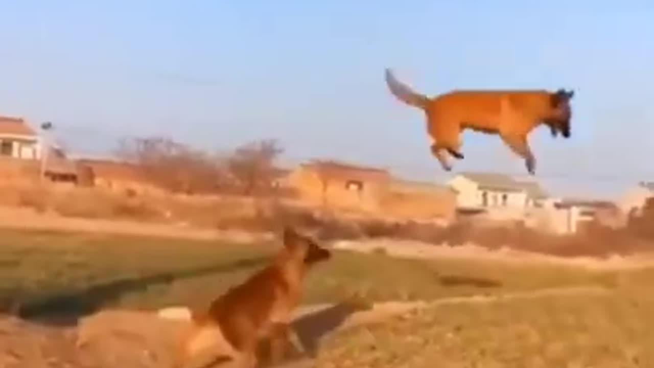 Funny Dogs