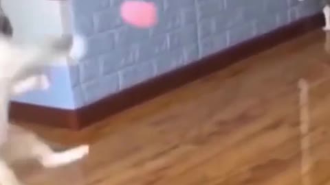 Funny Cat Smashing the Ball