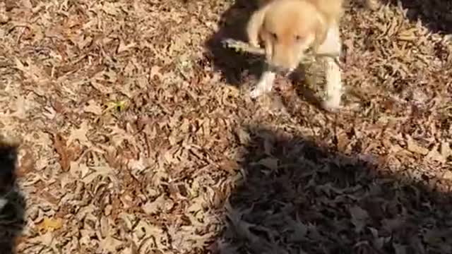 Golden Retriever and kiddo play in pile of leaves