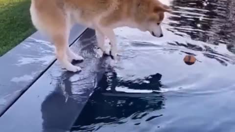 Funny Animal - Dog reaction to enjoy