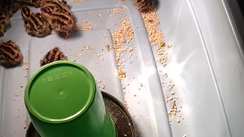 Quail in brooder