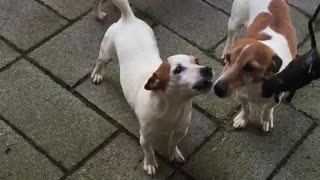 Jack Russells vs. plastic rat