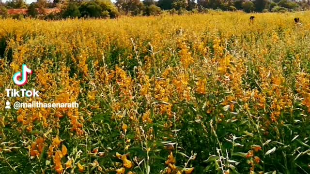 #Beautiful Sunhemp flower cultivation (Crotalaria juncea)