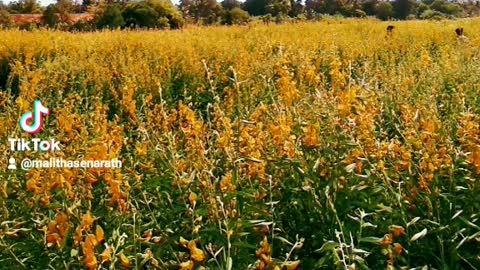 #Beautiful Sunhemp flower cultivation (Crotalaria juncea)