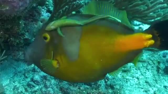 Beautiful fish under the sea