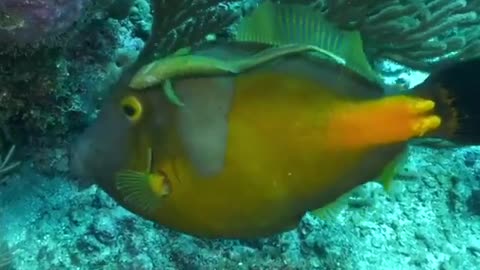 Beautiful fish under the sea