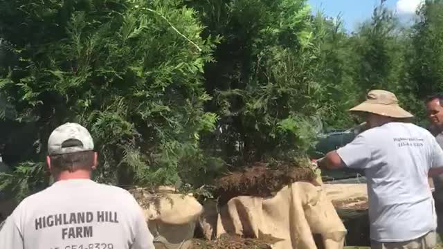 Our crew digging big green giants near Philadelphia