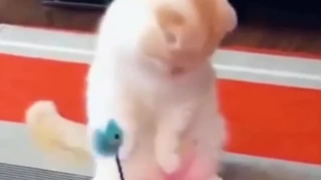 Cute cat playing play