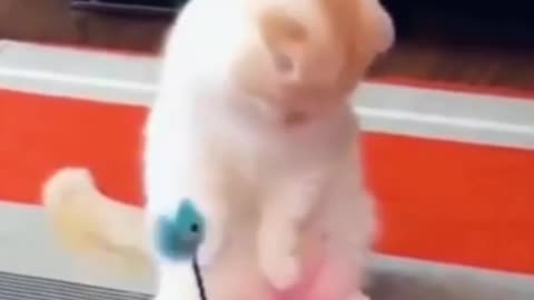 Cute cat playing play