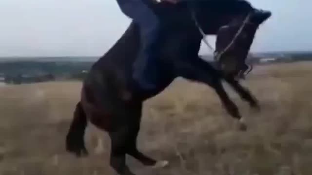 Horse threw his rider