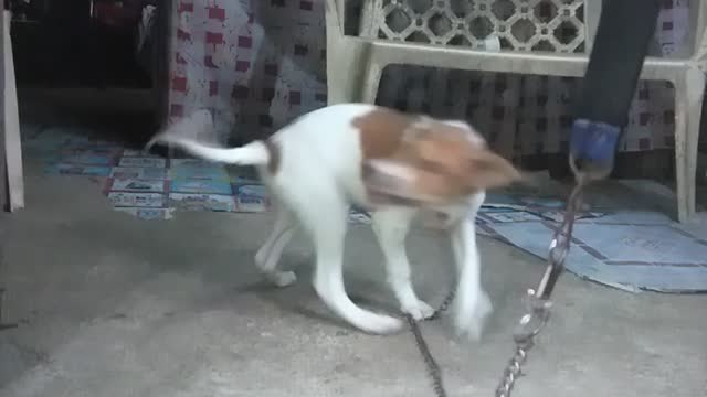 Cute puppy playing his tail