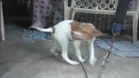 Cute puppy playing his tail