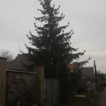 Christmas tree and basketball hoop