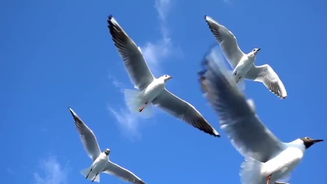 Closeup Of Seagulls Flying