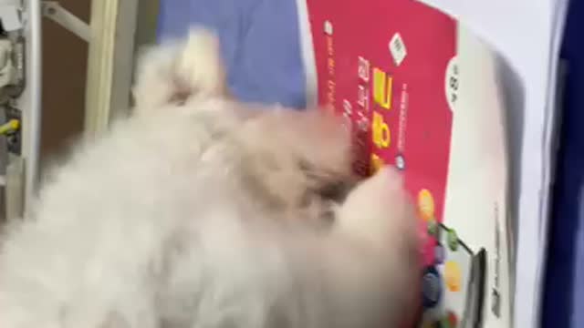 dog scratching a book