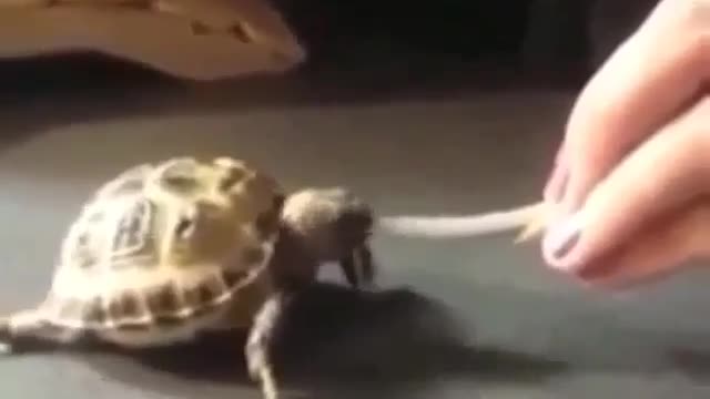 Turtle Funny Video