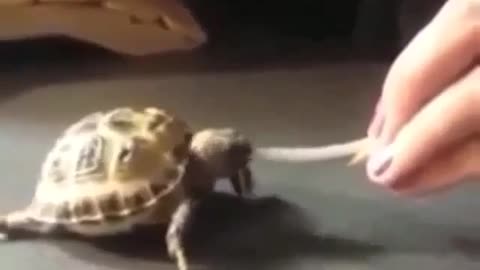 Turtle Funny Video