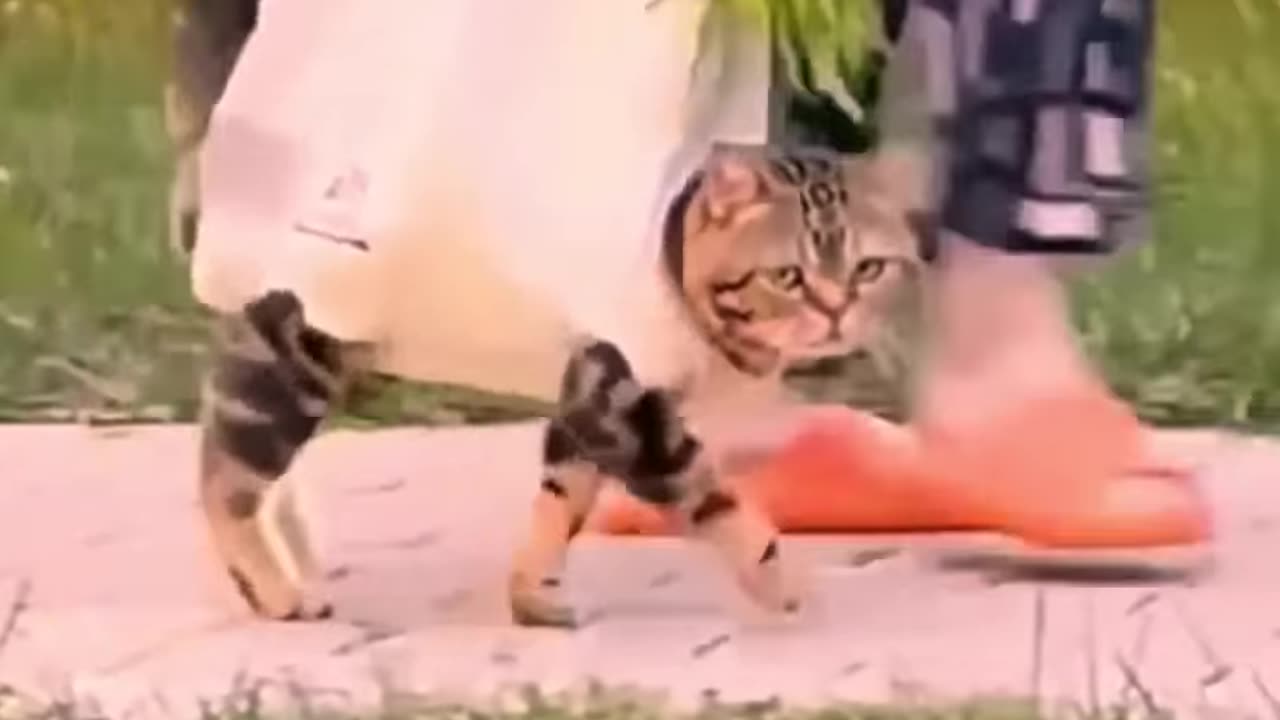 Cat funny video 😂🤣