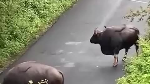 Bison Attack Public Bus On Road