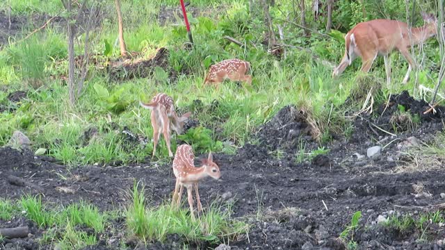 Doe and Triplet Fawns